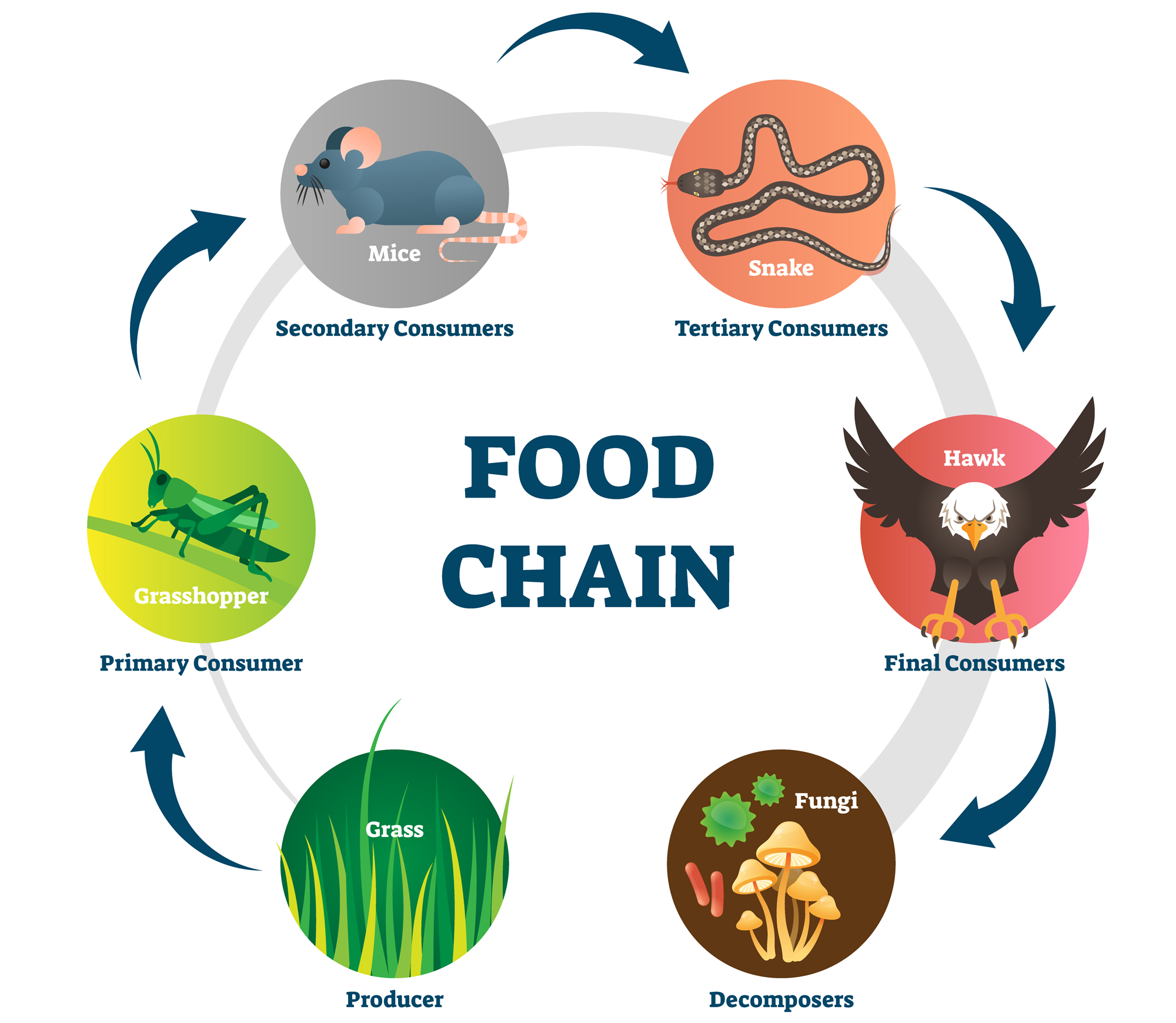 Food Chains and Food Webs Interactive
