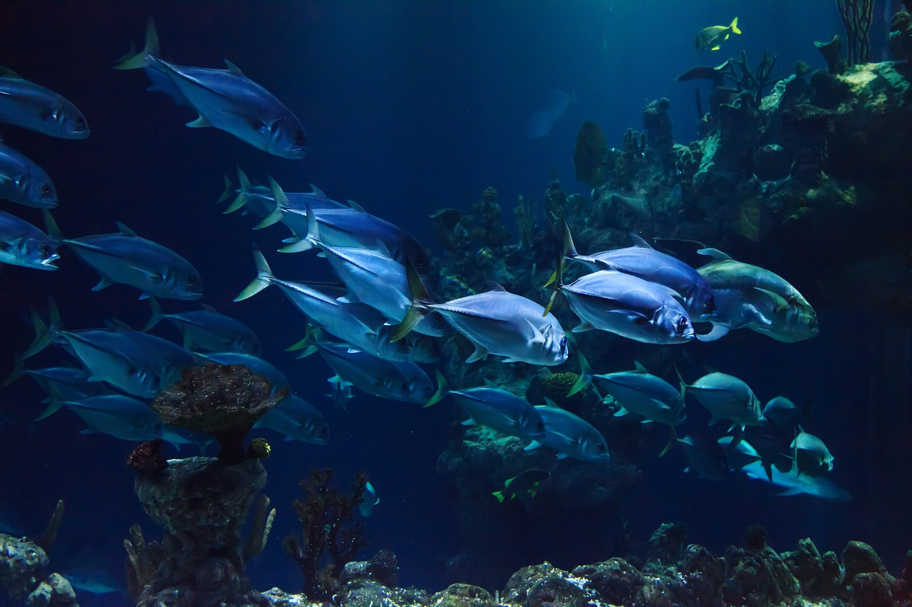 Classifying Marine Animals Interactive Presentation