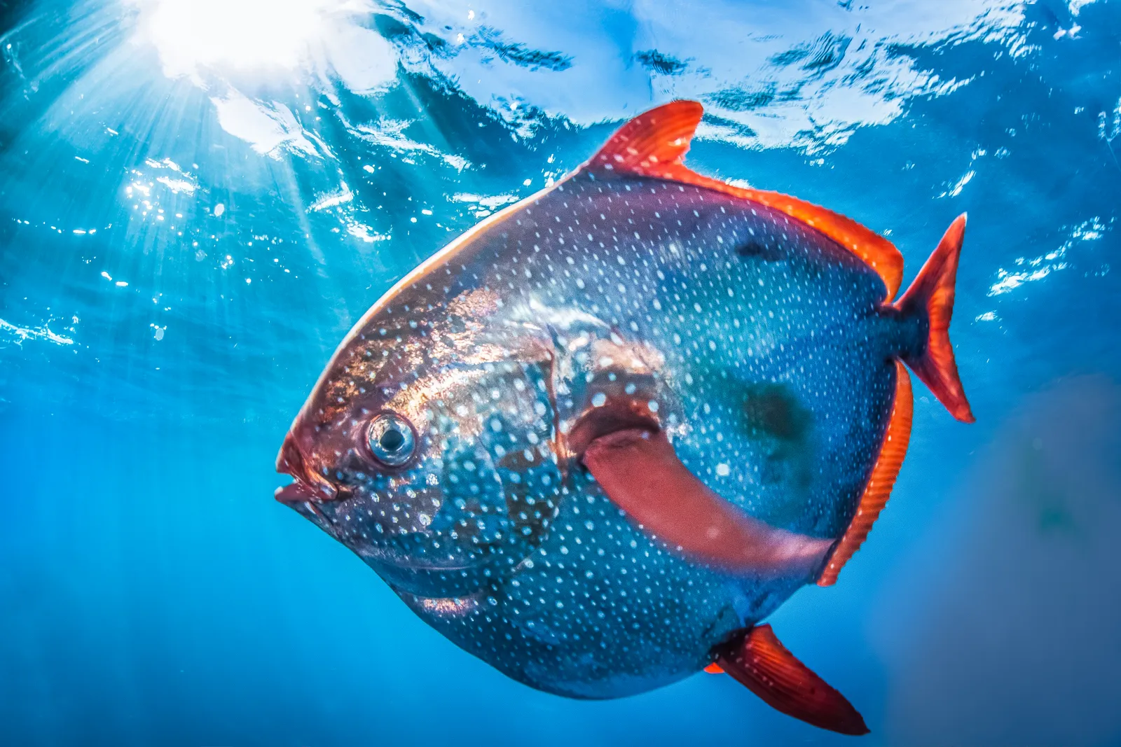 Fish—Cold-Blooded Swimmers Interactive Presentation