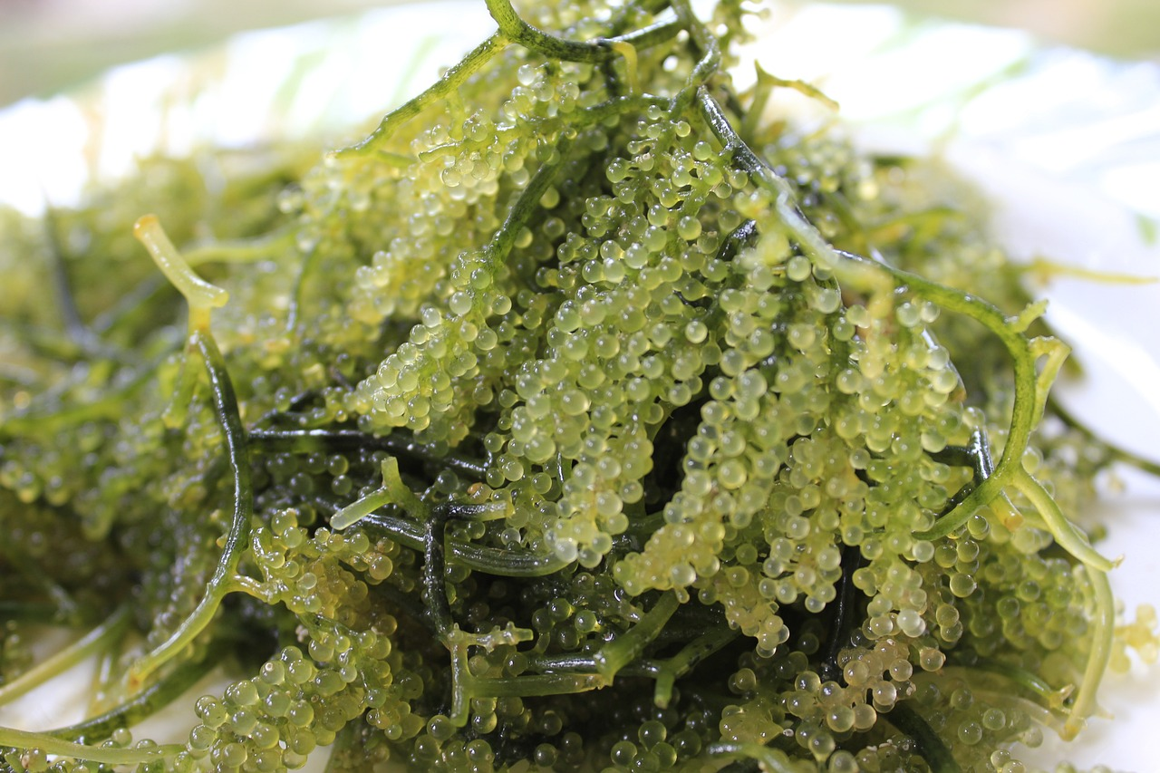 Marine Plants Interactive