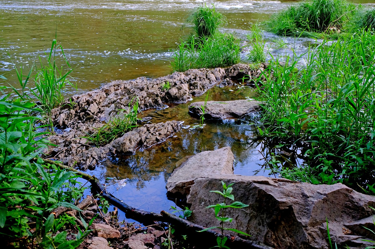 Near-Shore Ecosystems Interactive