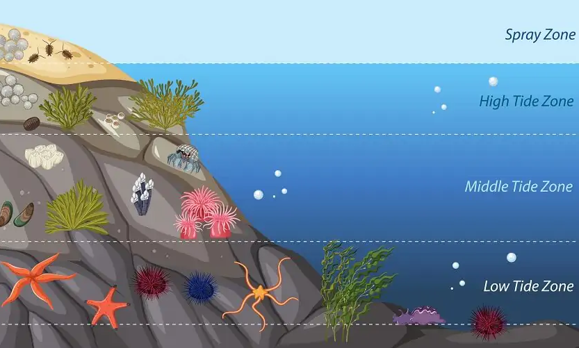 Ocean Zones Interactive